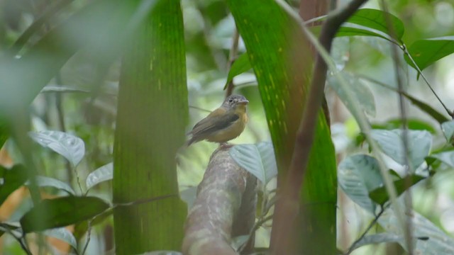 White-crested Spadebill - ML290926791