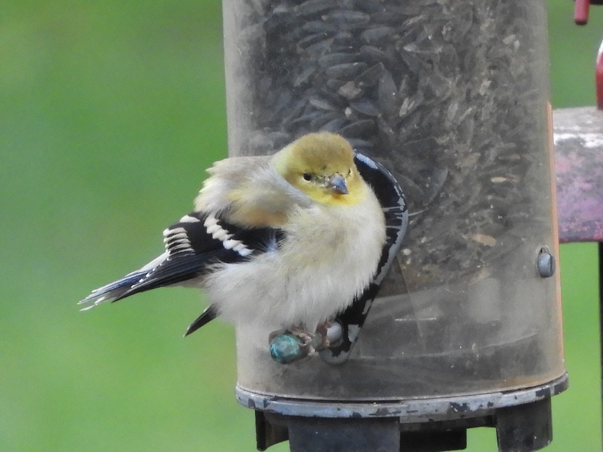 American Goldfinch - ML290929391