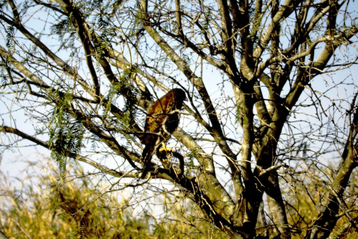 Harris's Hawk - ML290929791