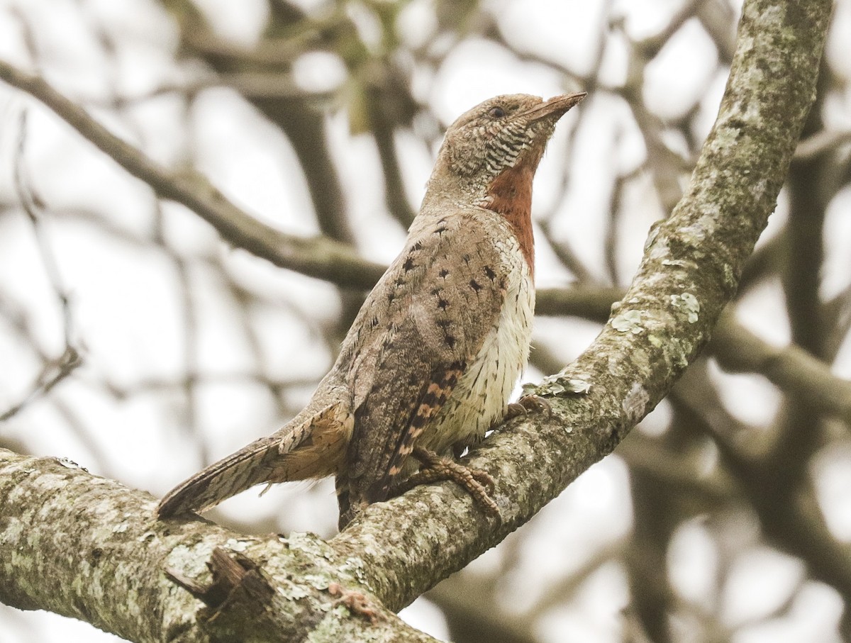 Rufous-necked Wryneck - ML290930821