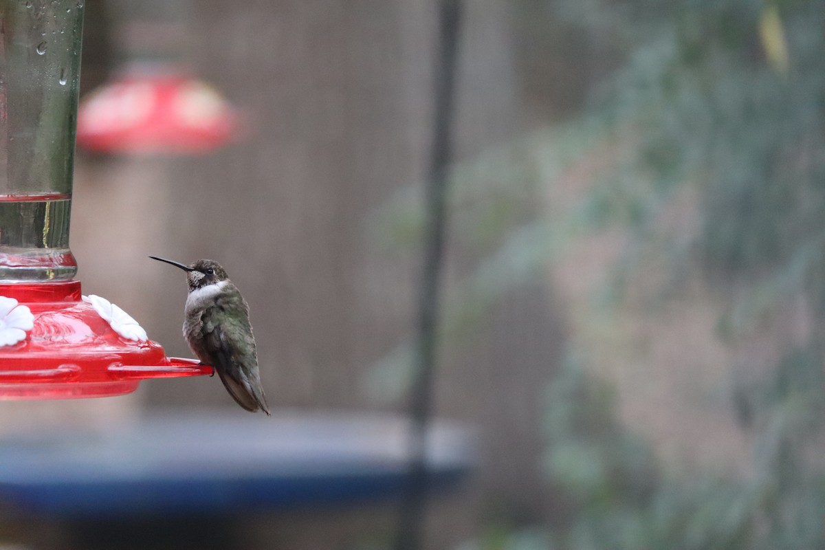 Black-chinned Hummingbird - ML290931431