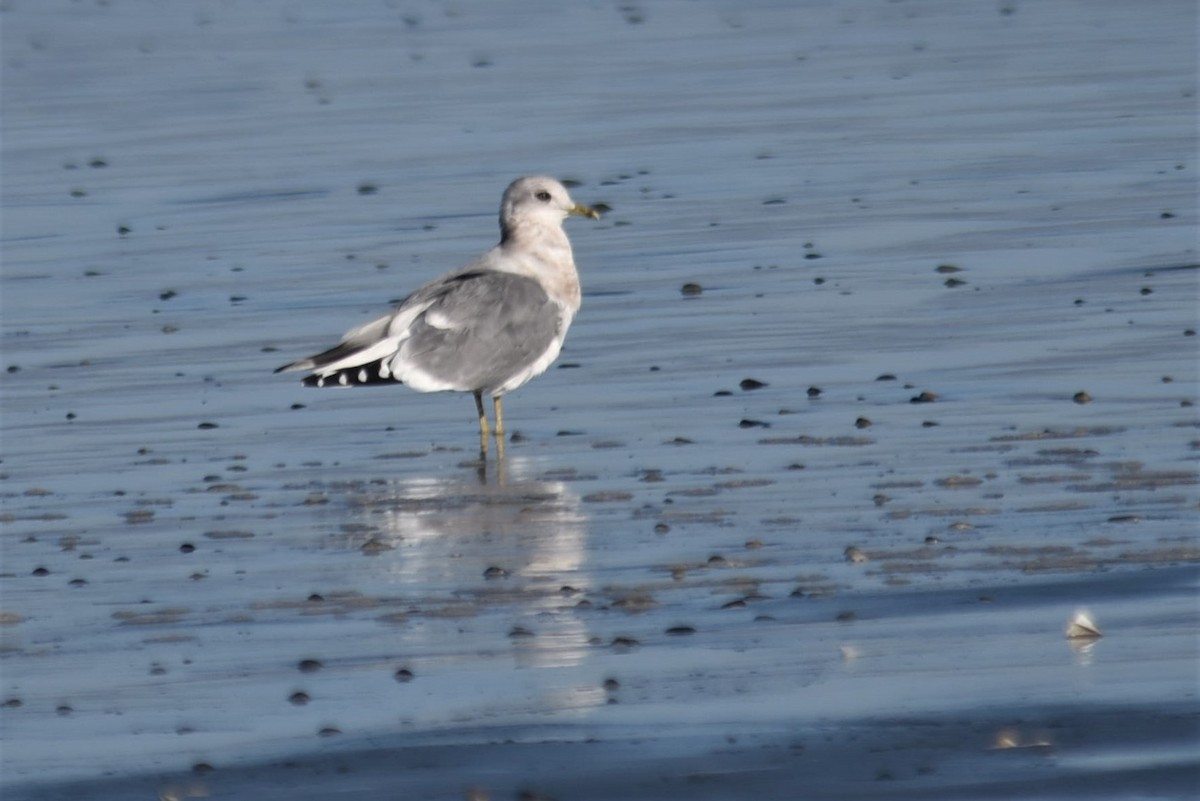 Ring-billed Gull - ML290932051