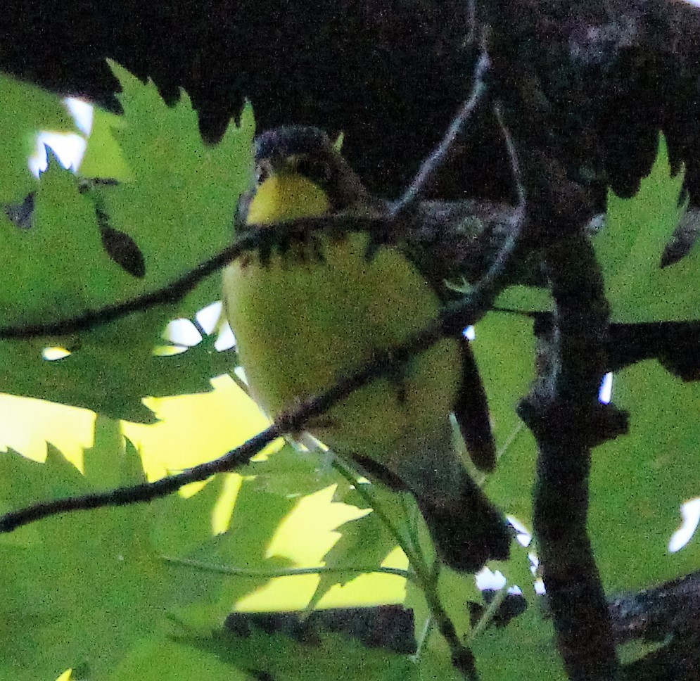 Canada Warbler - ML29093281