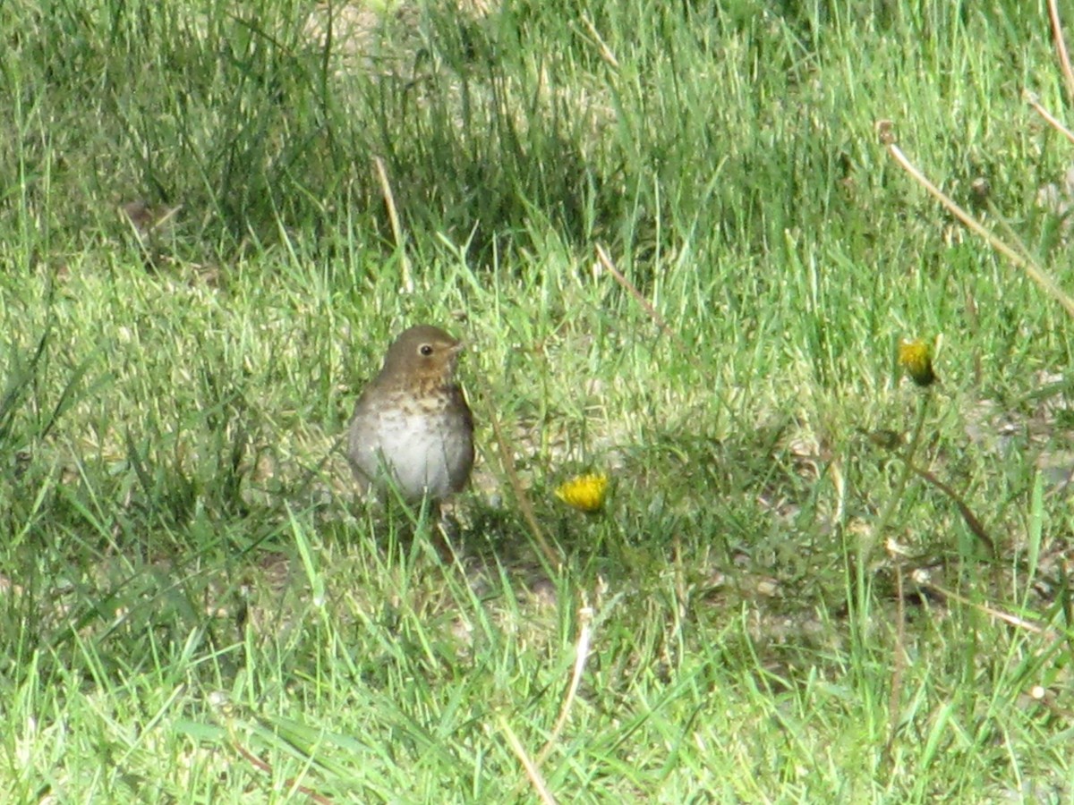 Swainson's Thrush - ML29093301