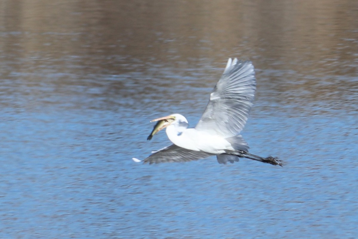 Great Egret - Andrew Core