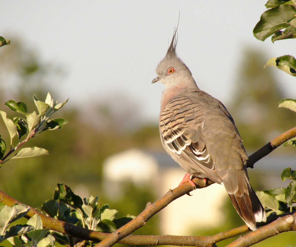 Crested Pigeon - Kent Warner