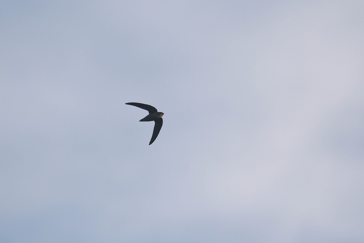 Chimney Swift - ML290933511