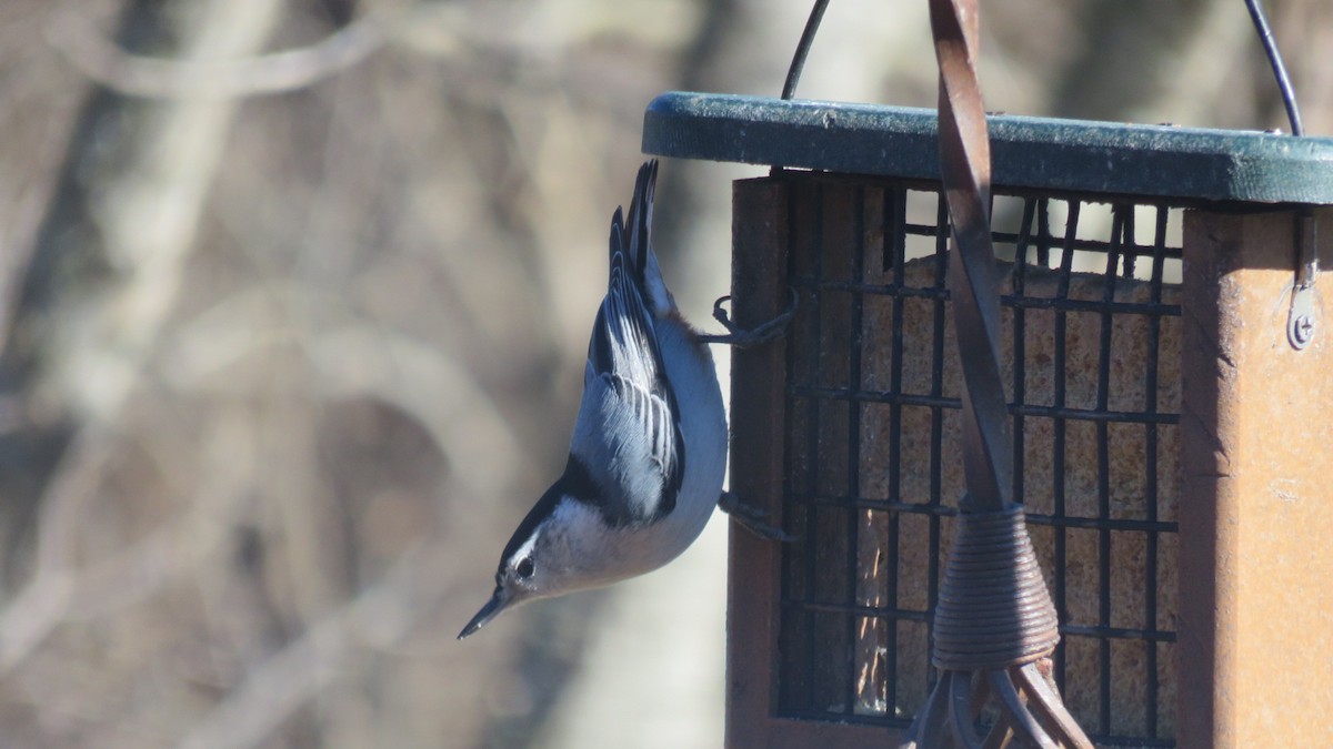 White-breasted Nuthatch - Fran Loyd