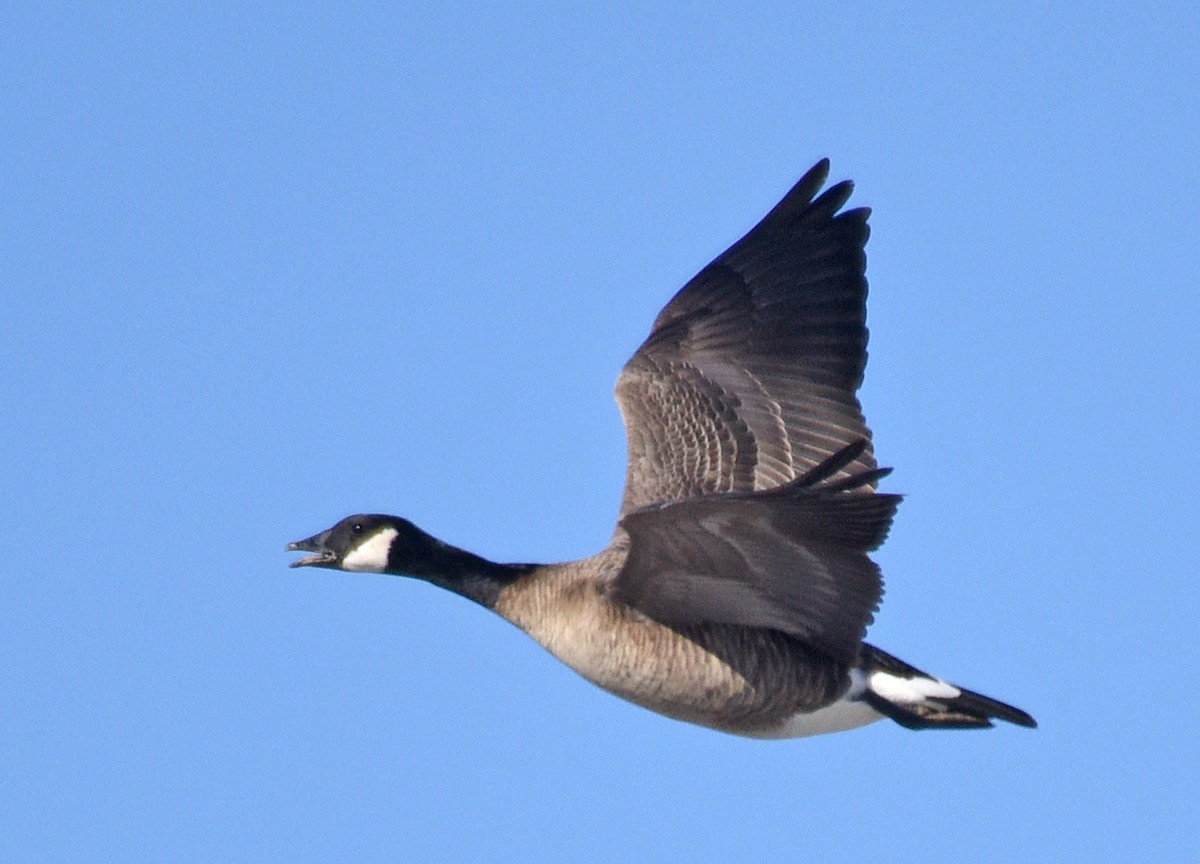 Cackling Goose - ML290940281