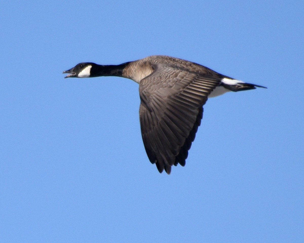 Cackling Goose - ML290940291