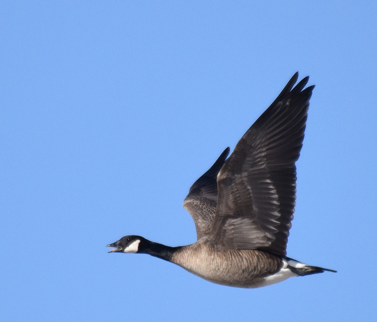 Cackling Goose - ML290940301