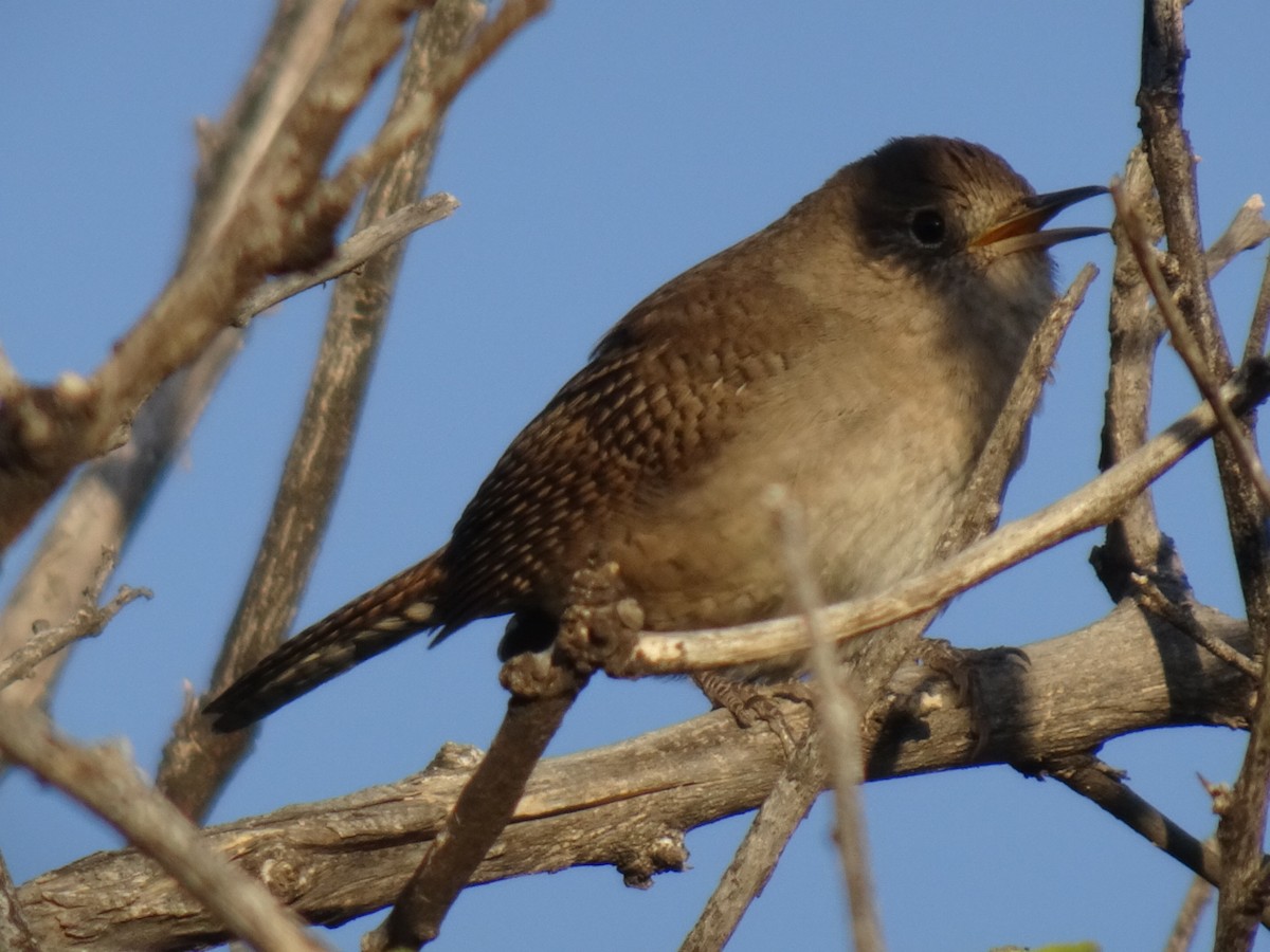 House Wren - Justin Guzman