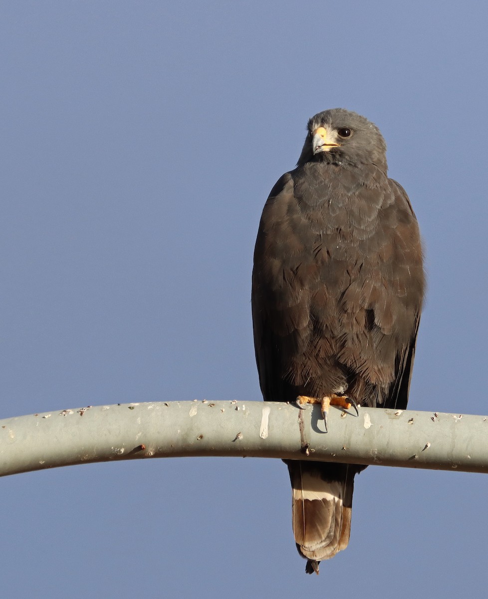 Zone-tailed Hawk - Dale Clark