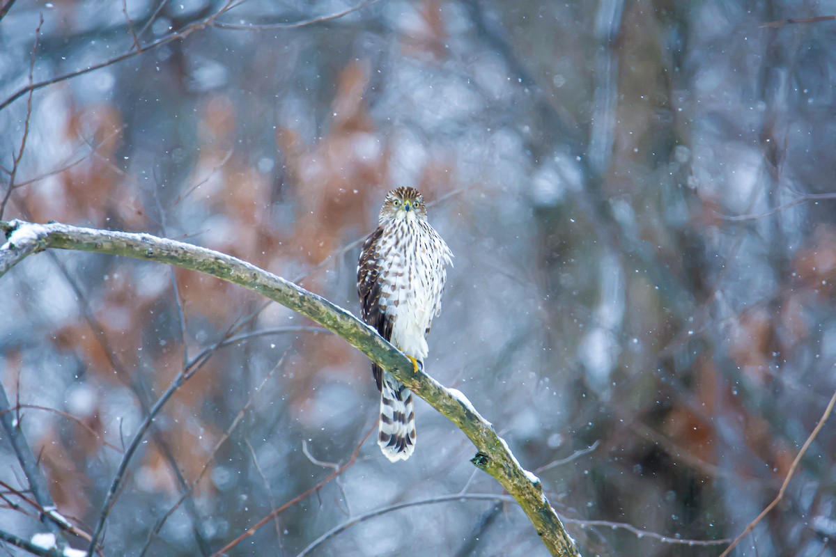 Cooper's Hawk - Matt Mason