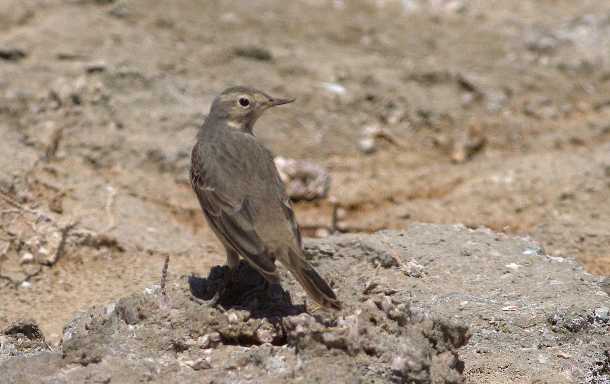 Pipit d'Amérique - ML29094381