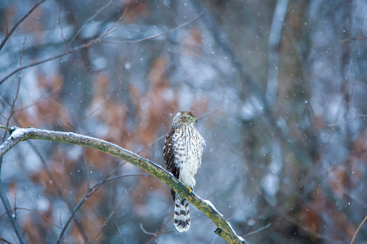 Cooper's Hawk - Matt Mason