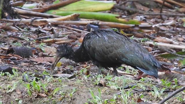 grønnakkeibis - ML290945631