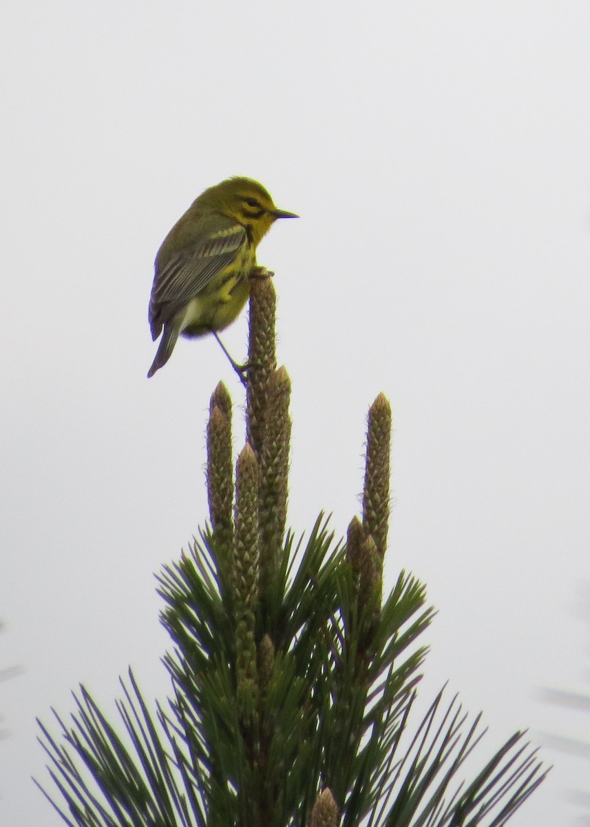 Prairie Warbler - ML29094601