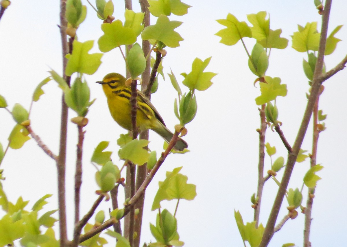 Prairie Warbler - ML29094611
