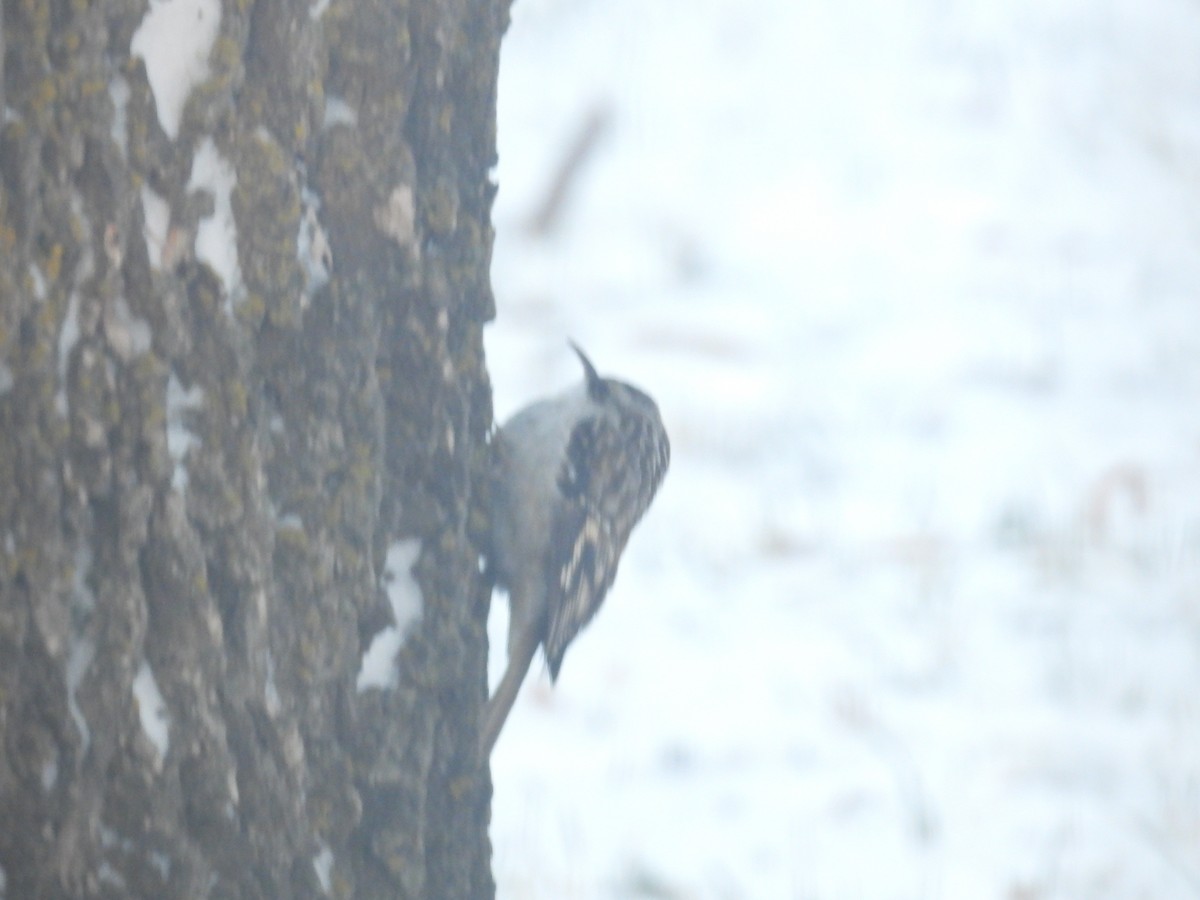 Brown Creeper - ML290948501