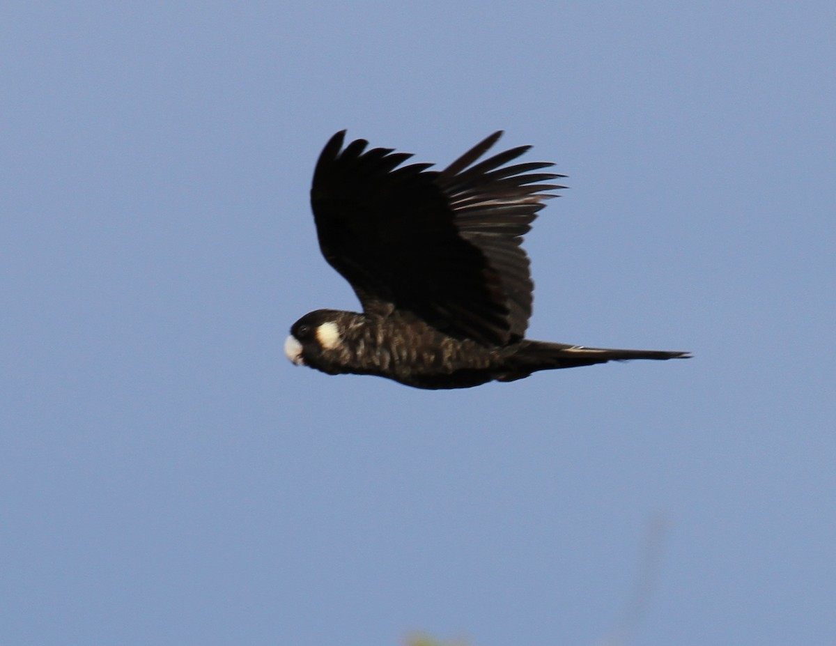 Carnaby's Black-Cockatoo - ML290950361