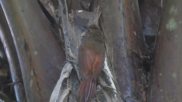 Northern Barred-Woodcreeper - ML290951031