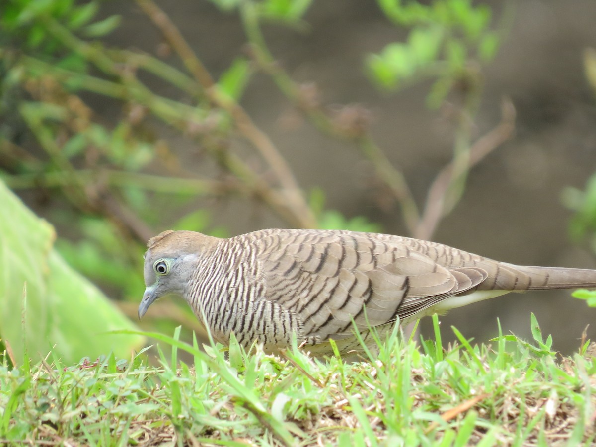 Zebra Dove - ML29095171