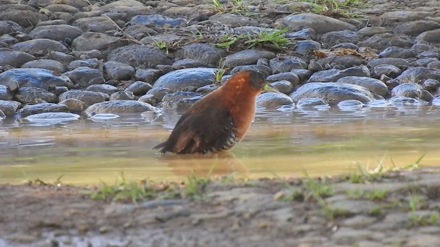 White-throated Crake - ML290953091