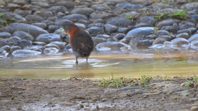 White-throated Crake - ML290954991