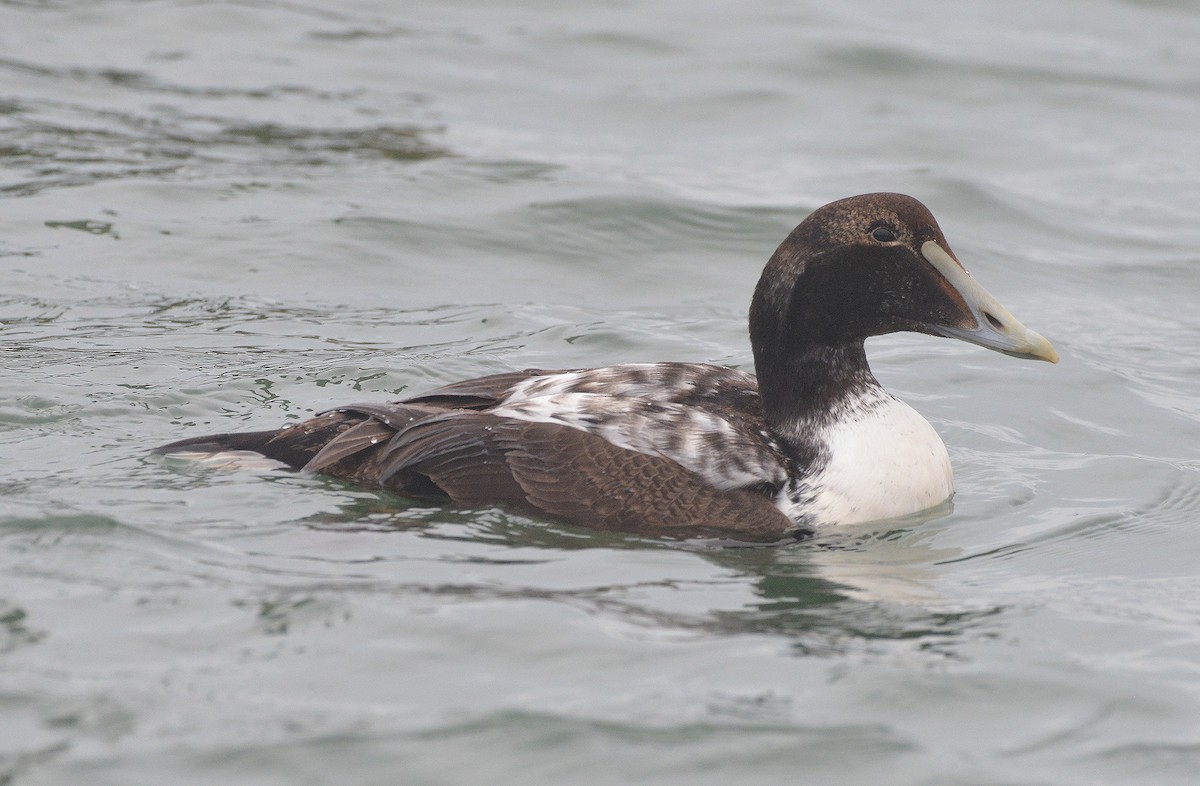 Common Eider - ML290955311