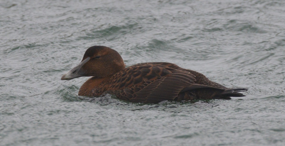 Common Eider - ML290955331