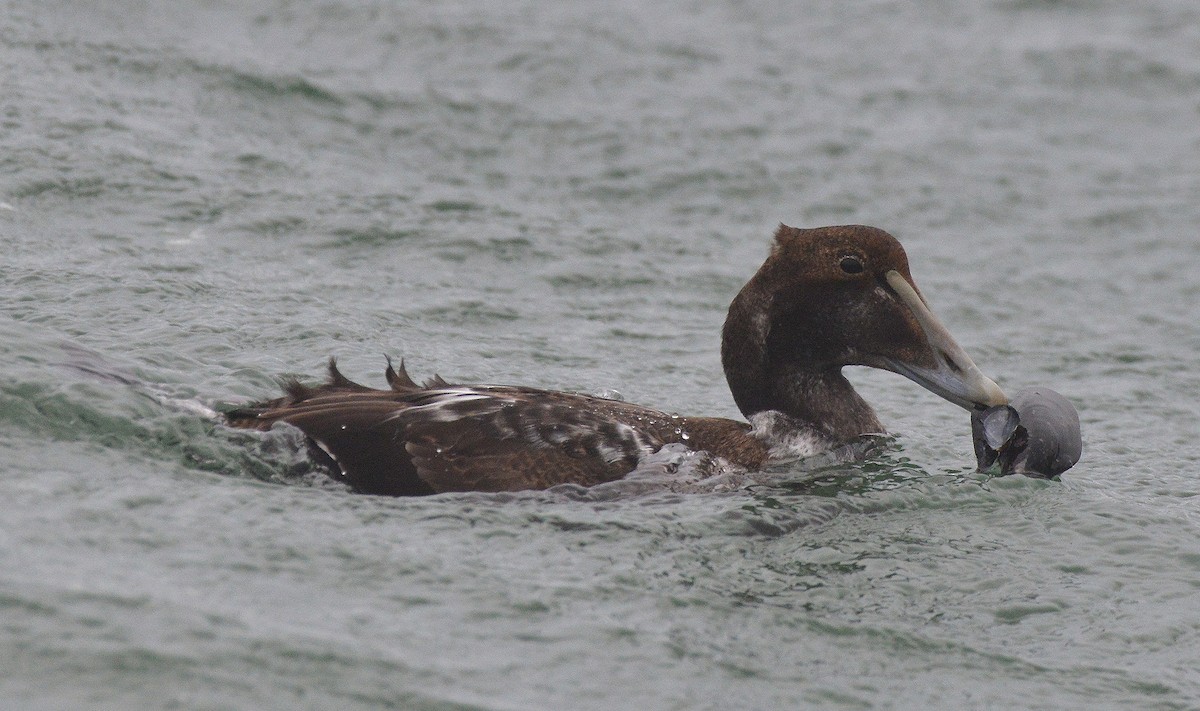 Common Eider - ML290955381