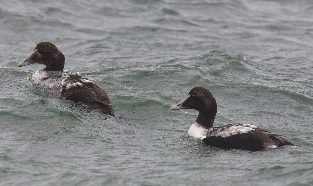 Common Eider - ML290955391