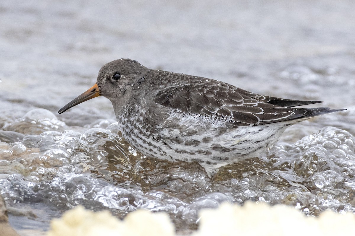 Purple Sandpiper - ML290957651