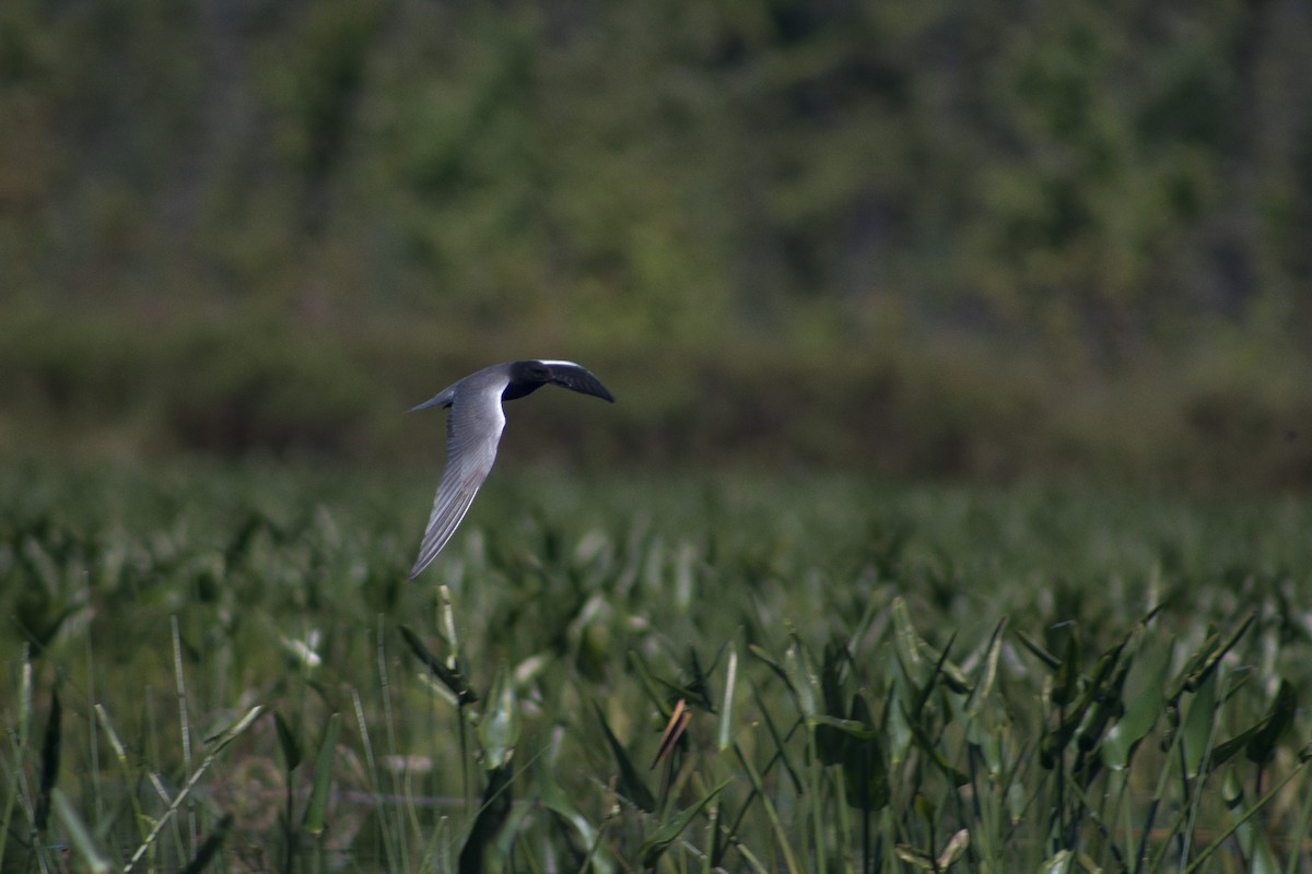 Black Tern - Sage Levy