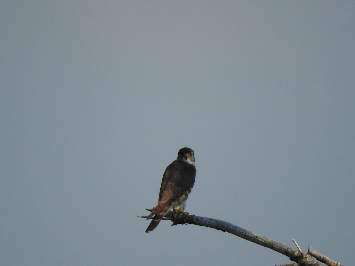 Merlin - ML29095901