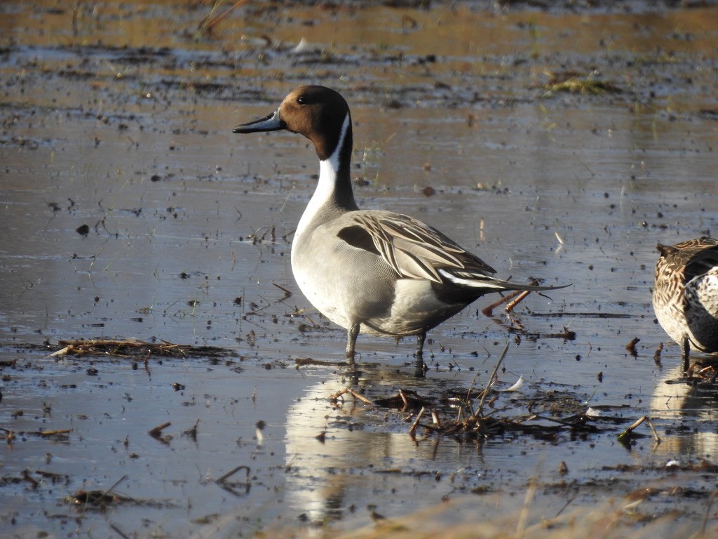 Northern Pintail - ML290959431