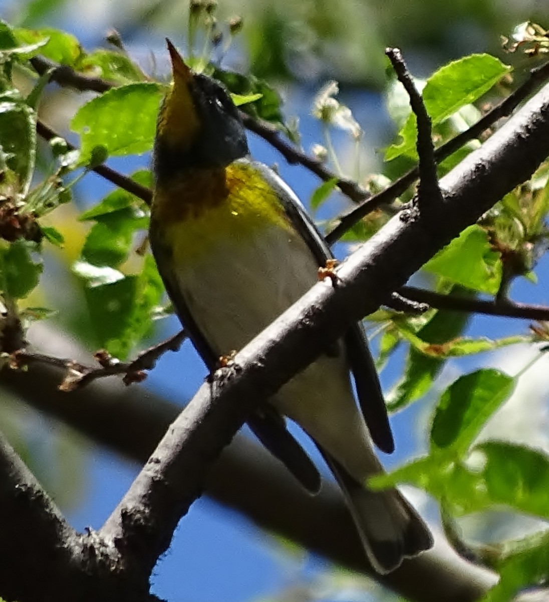 Northern Parula - ML29096081