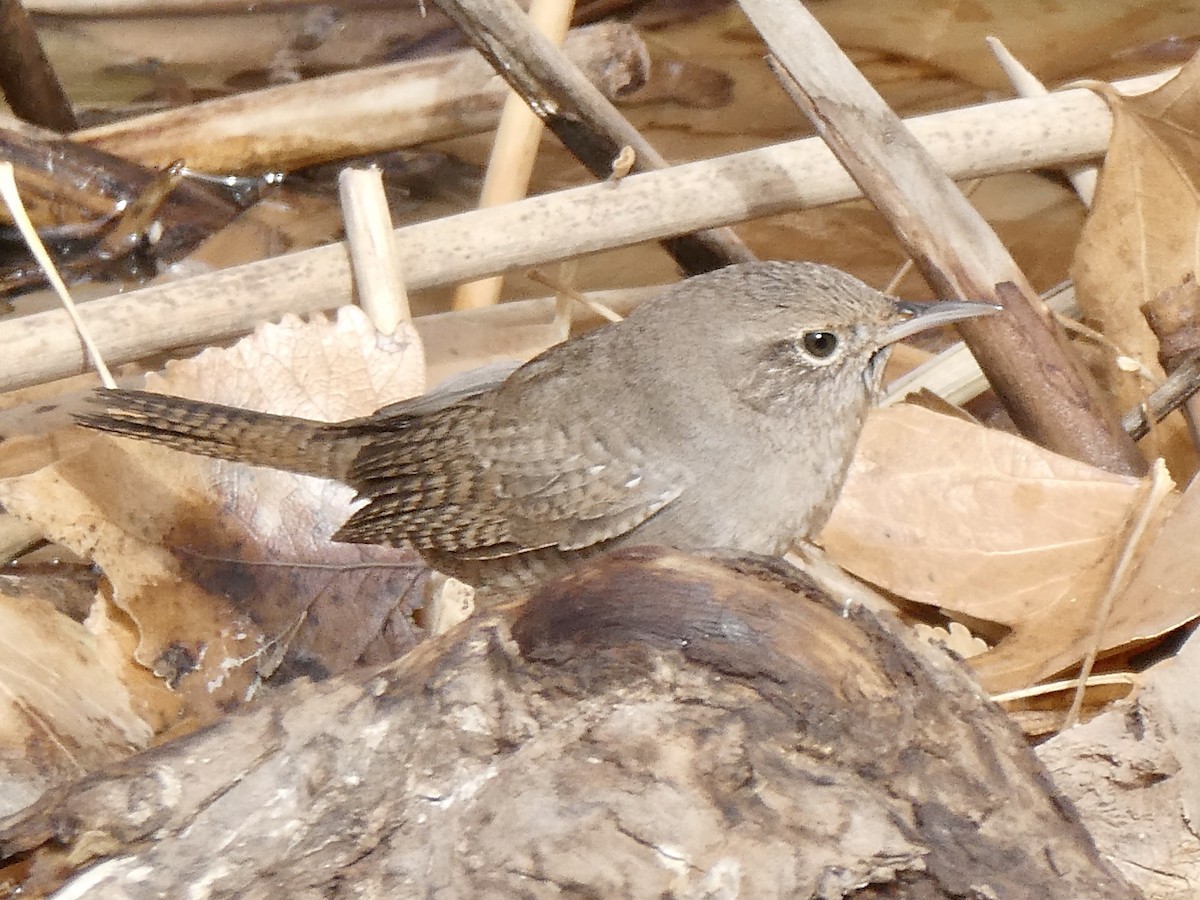 House Wren - Robb Welch