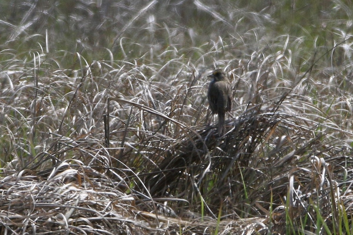 Seaside Sparrow - ML29096211