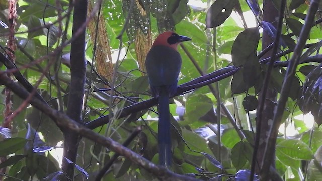 Rufous Motmot - ML290962471