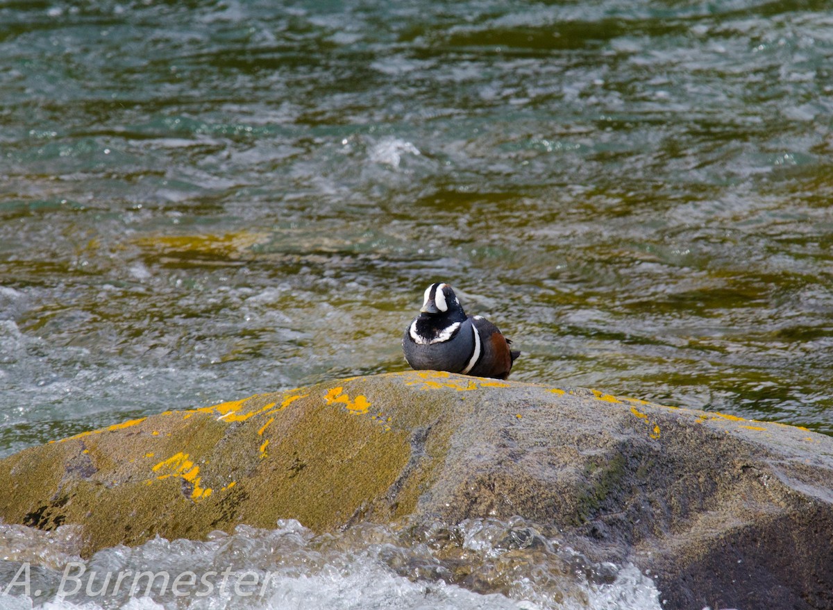 Harlequin Duck - ML29096271