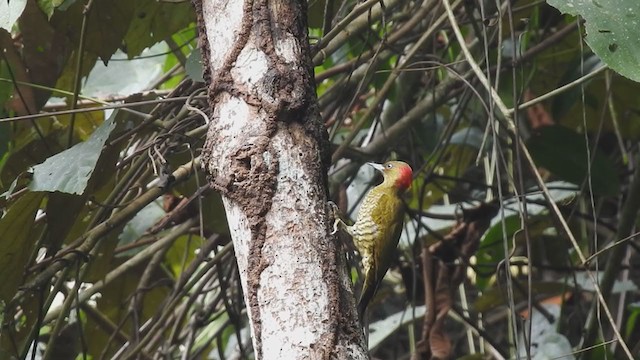 Rufous-winged Woodpecker - ML290964891