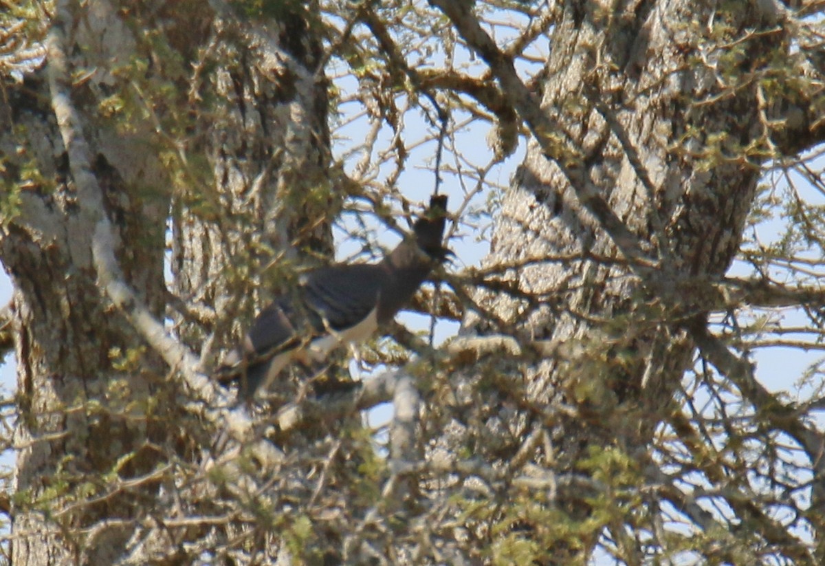 Turaco Ventriblanco - ML290966771