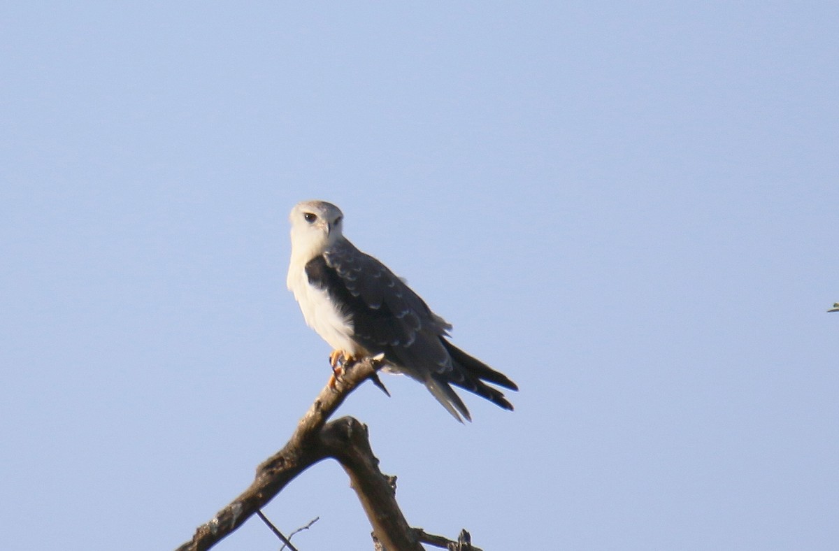 Black-winged Kite - ML290967071