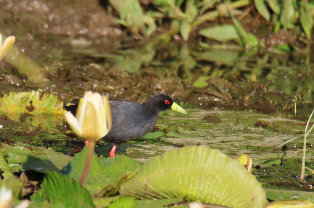 Polluela Negra Africana - ML290967131