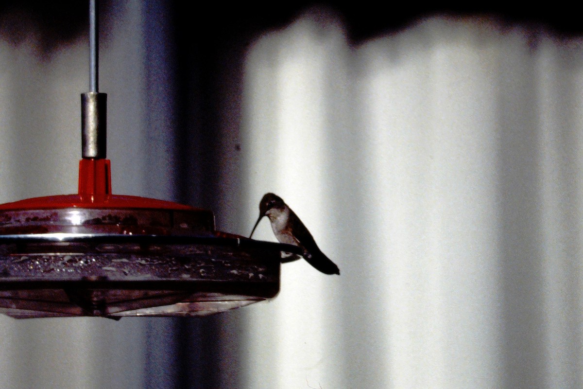 Black-chinned Hummingbird - ML290970061