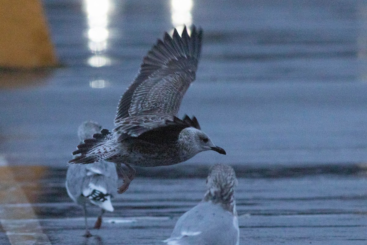 Lesser Black-backed Gull - ML290970461