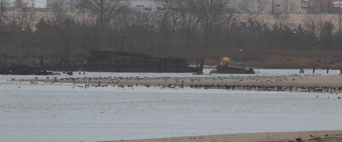 Larus sp. - ML290973251