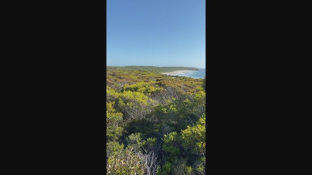 Western Whipbird - ML290974101